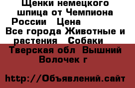 Щенки немецкого шпица от Чемпиона России › Цена ­ 50 000 - Все города Животные и растения » Собаки   . Тверская обл.,Вышний Волочек г.